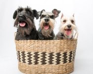 dogpics1.jpg