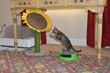MarleighPlaying (1).JPG