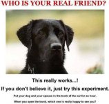 dog1234.jpg