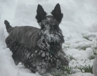 Snowball.jpg