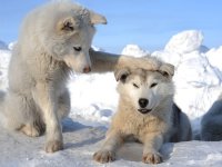 954576-bigthumbnail.jpg