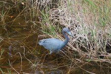 IMG_0447.JPG