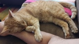 Rustycat.jpg