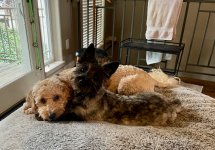 The Pups.jpeg
