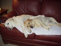 Dogs.jpg