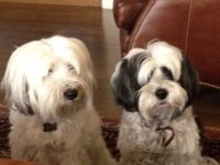 photo dogs2.JPG