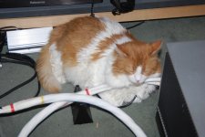 cat cable rest.JPG