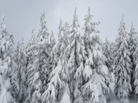 ImageUploadedByTapatalk 21370404293.989396.jpg