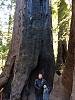 RedWoods.jpg