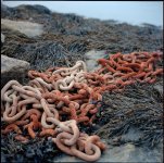 portland-chain.jpg