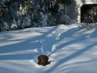 chicago-snow-plow-dog.jpg