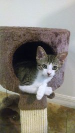kitty6-15a.jpg