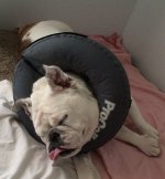Lola Donut.JPG