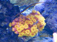 IMG_1425.jpg