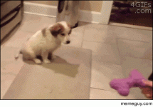 catch-sparky-sparky-15254.gif