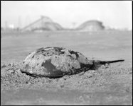 wildwood-crab.jpg