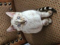Loki (15).jpg
