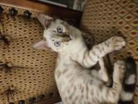 Loki (16).jpg