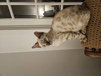 Loki (18).jpg