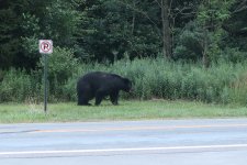 bear.jpg