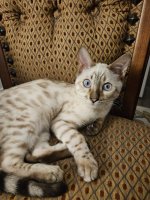 Loki (16).jpg