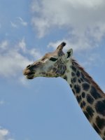IMG_6403.jpeg