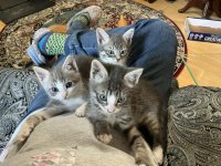 All three.jpg