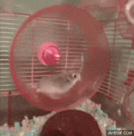 IMG_1795.gif