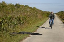 bicycleandalligatorbaskingSharkValleytrail.463.jpg