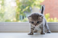 kitten-anxiety_canna-pet-e1490739366728-1024x683.jpg