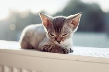 kitten-radiator.jpg.653x0_q80_crop-smart.jpg