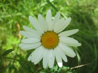 DSCF0917.JPG
