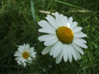 DSCF0918.JPG