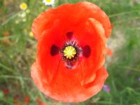 DSCF0932.JPG