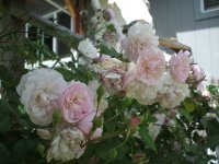 DSCF0911.JPG
