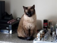 catfacebench.jpg