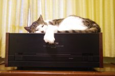 rocky and denon1.jpg