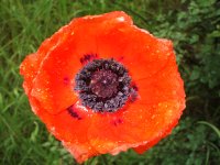 DSCF0953.JPG