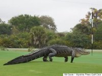 s-GOLF-GATOR-480x3601.jpg