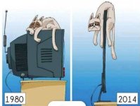 image-Cat TV.jpg