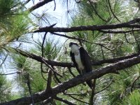 Birdtwo8-19-18.JPG