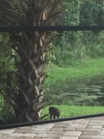 Bobcat.jpg