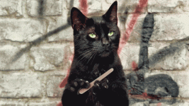 Cat Claws watching4.gif