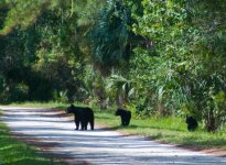 02-bears-690x505.jpg