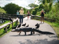 150506101127-5-ways-everglades--gator-on-trail.jpg