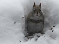 Squirrel.JPG
