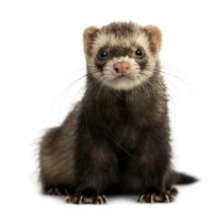 joeinid