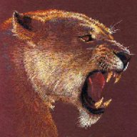 Puma Cat