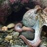 TheOctopus
