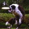 Borderdog